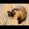 annascatt345